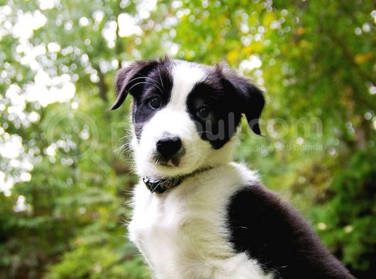 A Kalite Secereli Boder Collie Yavrularımız görsel
