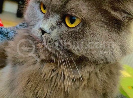 Tam Bi̇r İngi̇li̇z Hanimefendi̇si̇ görsel