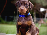 2 Aylık Erkek Ve Dişi Kızıl Doberman Yavruları