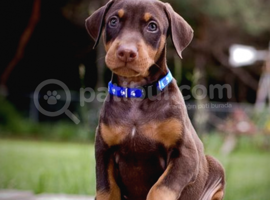 2 Aylık Erkek ve Dişi Kızıl Doberman Yavruları