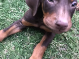 2 Aylık Erkek Ve Dişi Kızıl Doberman Yavruları