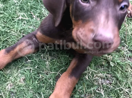 2 Aylık Erkek Ve Dişi Kızıl Doberman Yavruları görsel