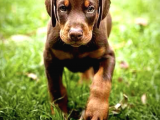 2 Aylık Erkek Ve Dişi Kızıl Doberman Yavruları