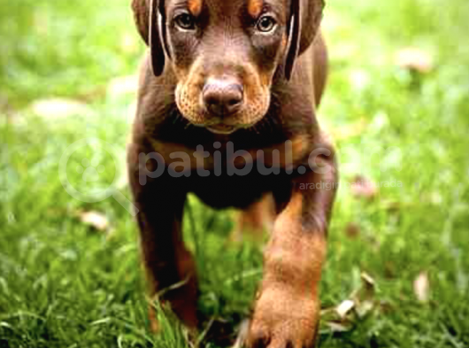 2 Aylık Erkek Ve Dişi Kızıl Doberman Yavruları görsel