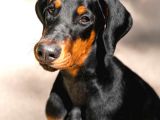 2 Aylık Erkek Ve Dişi Secereli Doberman Yavrular