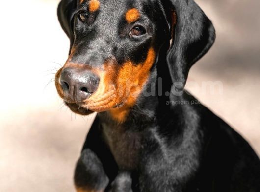 2 Aylık Erkek ve Dişi Secereli Doberman Yavrular