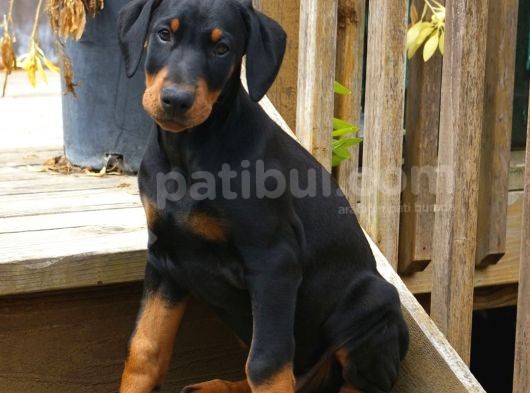 2 Aylık Erkek Ve Dişi Secereli Doberman Yavrular görsel