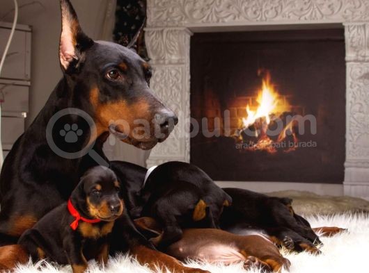 2 Aylık Erkek Ve Dişi Secereli Doberman Yavrular görsel
