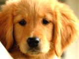 2 Aylık Erkek Ve Dişi Golden Retriever Yavrular