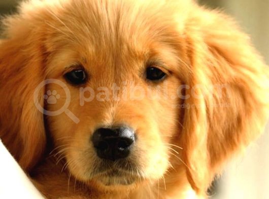 2 Aylık Erkek Ve Dişi Golden Retriever Yavrular görsel