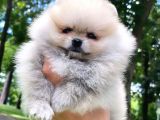 Pomeranian Mini Boy Dişi Yavrularımız
