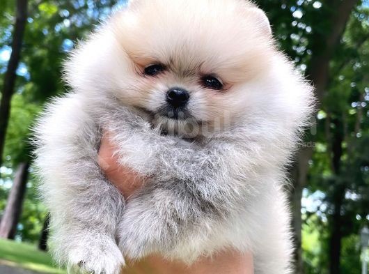 Pomeranian Mini Boy Dişi Yavrularımız görsel