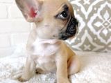 Teslime Hazır French Bulldog Yavruları 3 Dişi 2 Erkek