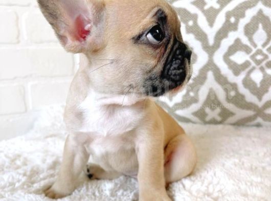 Teslime Hazır French Bulldog Yavruları 3 Dişi 2 Erkek