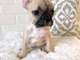Teslime Hazır French Bulldog Yavruları 3 Dişi 2 Erkek