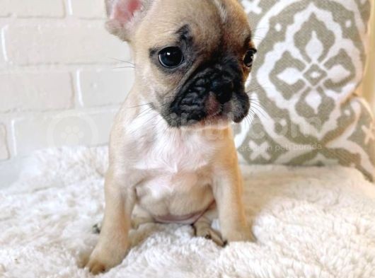 Teslime Hazır French Bulldog Yavruları 3 Dişi 2 Erkek görsel