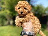 Di̇şi̇ Erkek Poodle Bebekler