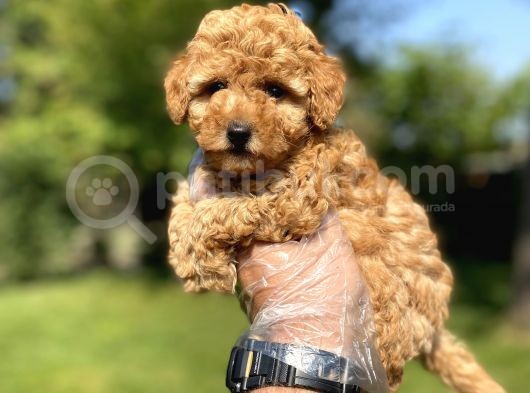 Di̇şi̇ Erkek Poodle Bebekler görsel