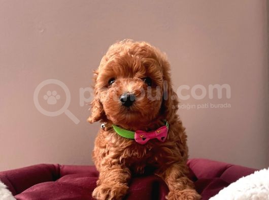 Safkan Toy Poddle görsel