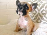 Teslime Hazır French Bulldog Yavruları 3 Dişi 2 Erkek