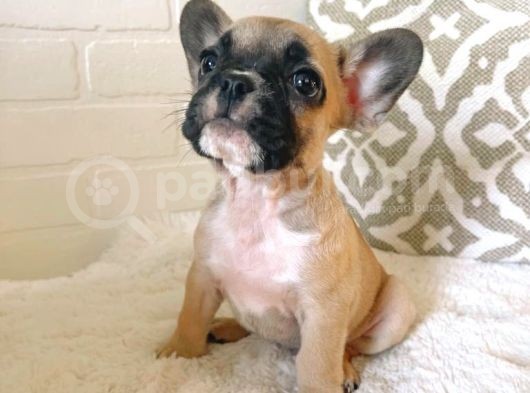 Teslime Hazır French Bulldog Yavruları 3 Dişi 2 Erkek görsel