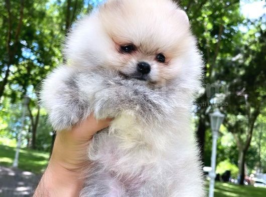 Pomeranian Mini Boy Dişi Yavrularımız görsel