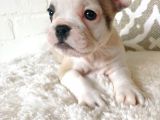 Teslime Hazır French Bulldog Yavruları 3 Dişi 2 Erkek