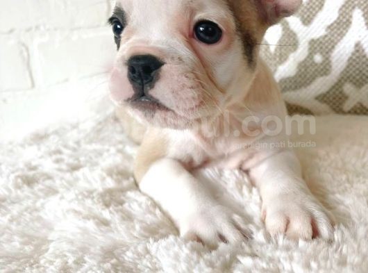 Teslime Hazır French Bulldog Yavruları 3 Dişi 2 Erkek görsel