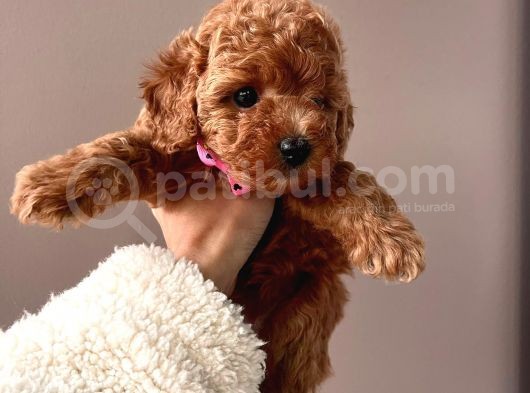 Safkan Toy Poddle görsel