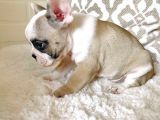 Teslime Hazır French Bulldog Yavruları 3 Dişi 2 Erkek
