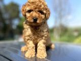 Di̇şi̇ Erkek Poodle Bebekler