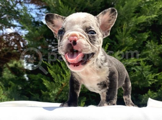 Özel Renk Merle Mavi̇ Gözlü French Bulldog Yavrumuz