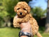 Di̇şi̇ Erkek Poodle Bebekler