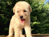 Gülen Surat Malti̇poo Bebekler