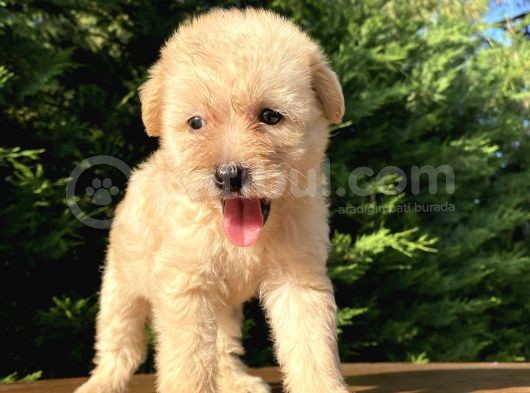 Gülen Surat Malti̇poo Bebekler görsel