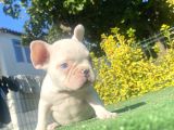 Mavi̇ Gözlü Özel French Bulldog Yavrumuz