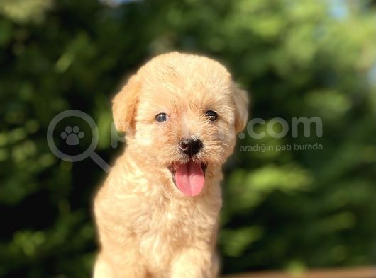 Gülen Surat Malti̇poo Bebekler
