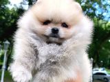 Pomeranian Mini Boy Dişi Yavrularımız