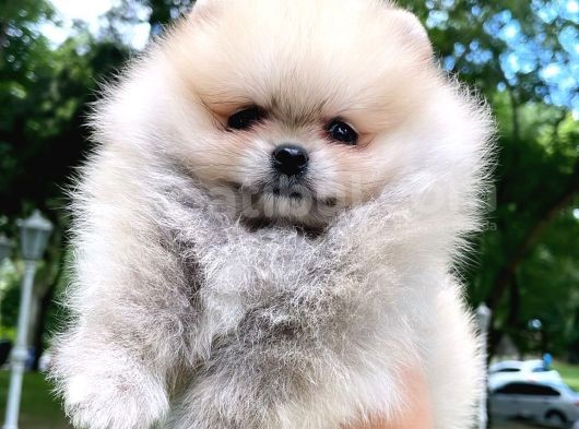Pomeranian Mini Boy Dişi Yavrularımız
