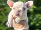 Mavi̇ Gözlü Özel French Bulldog Yavrumuz