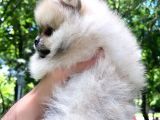 Pomeranian Mini Boy Dişi Yavrularımız
