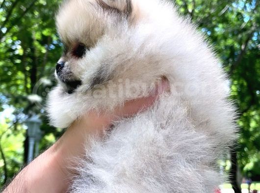 Pomeranian Mini Boy Dişi Yavrularımız görsel