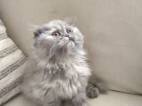 Scottish Fold Güzel Kızımız