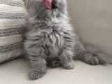 Scottish Fold Güzel Kızımız