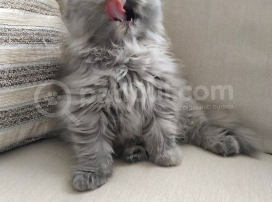 Scottish Fold Güzel Kızımız görsel