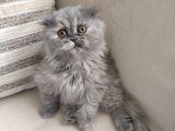 Scottish Fold Güzel Kızımız