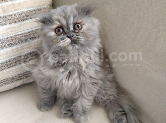 Scottish Fold Güzel Kızımız