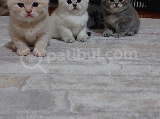 Dünya Güzelleri Scotish Fold görsel