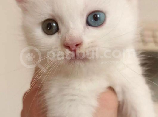 Yeni Yuvalarını Arıyoruz görsel