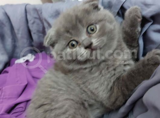 Dünya Güzelleri Scotish Fold görsel